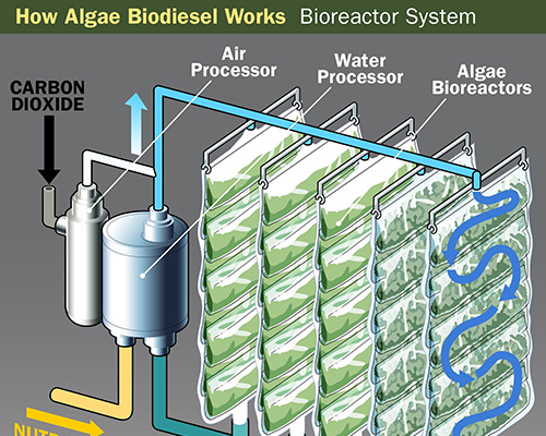 Algae Bioractor for hydrocarbon production