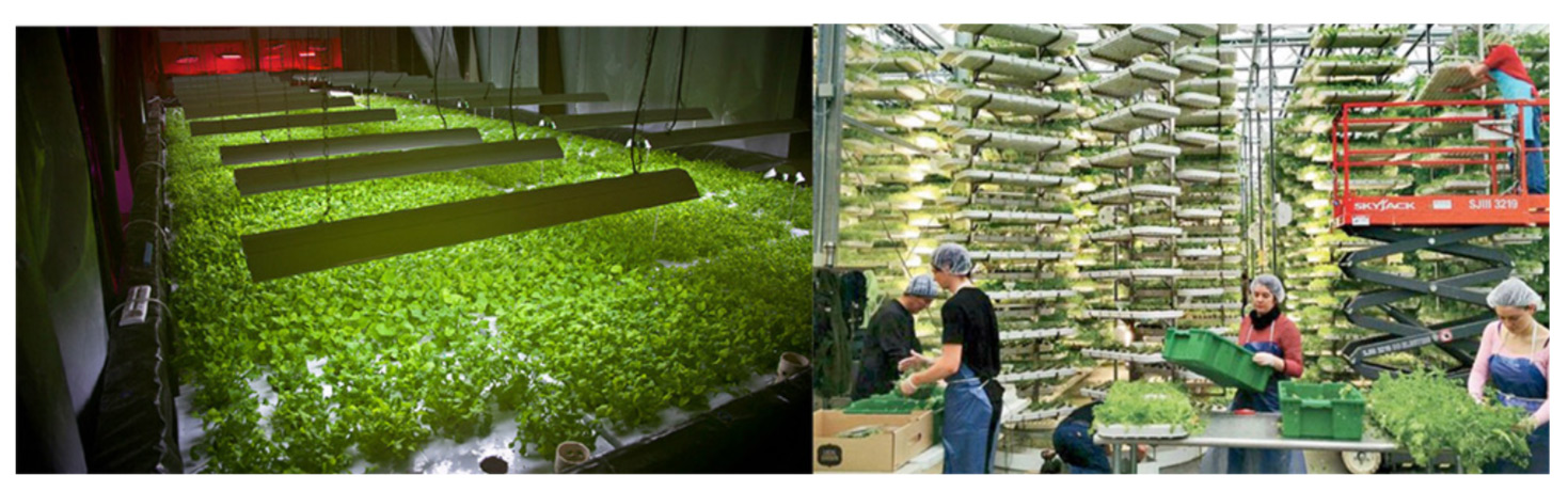 Indoor vertical farm in Chicago