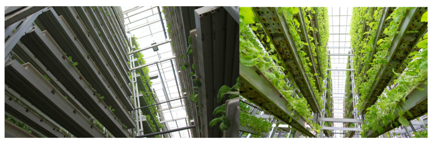 Indoor vertical farm in Singapore